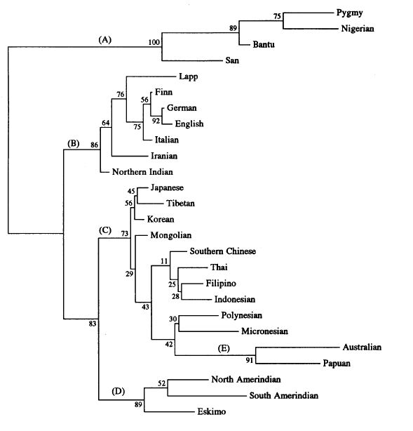 human phylogeny tree